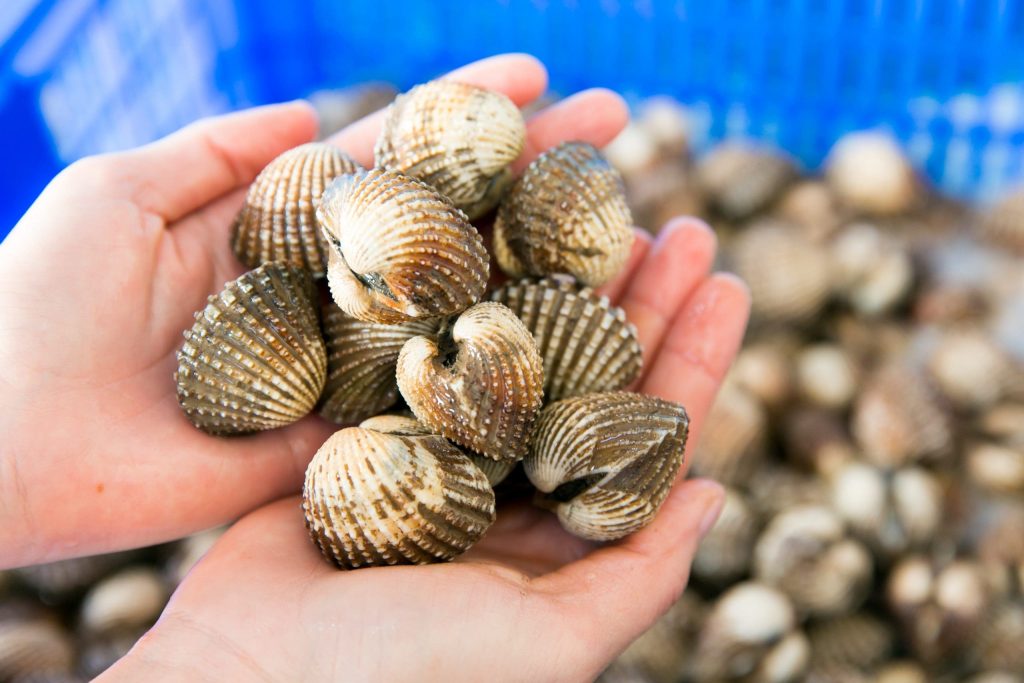 Sò huyết Đầm Ô Loan